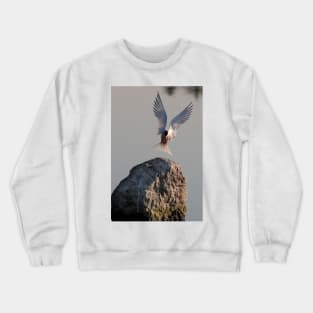 Have fish, will land - Common Tern Crewneck Sweatshirt
